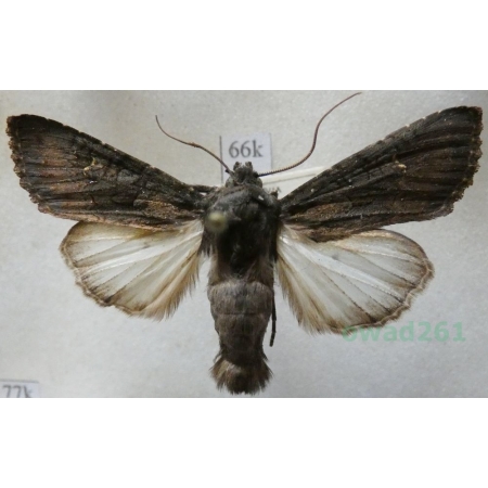 Aporophyla nigra (Haworth, 1809) Croatia66k